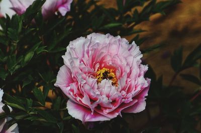 Close-up of insect on pink flower