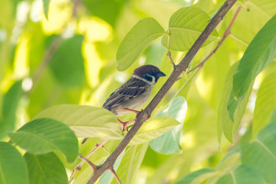 Bird perching on a branch