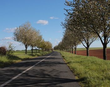 Empty road along trees