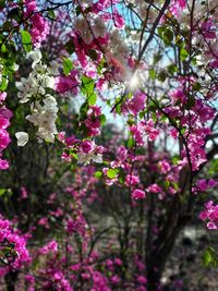 Close-up of pink cherry blossoms in spring