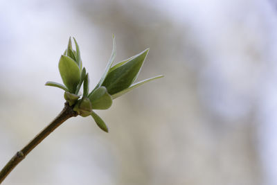 Close-up of plant