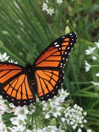 Close-up of butterfly pollinating on flower