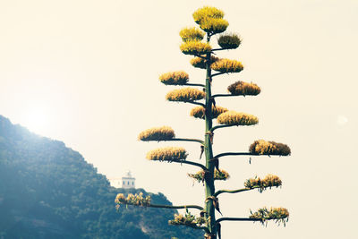 Low angle view of tree against clear sky