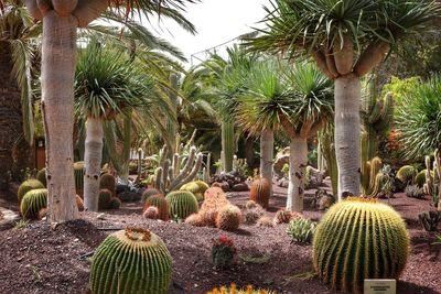 Palm trees in garden