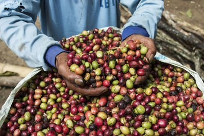 Midsection of man holding coffee berries