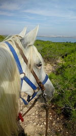 Close-up of horse on grass