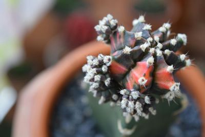 Close-up of flowering plant