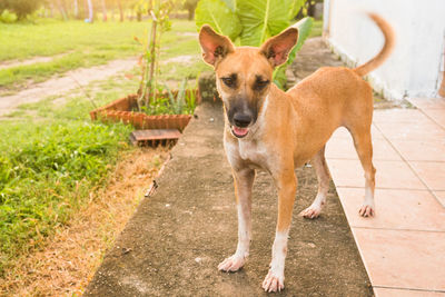 Portrait of dog standing on footpath