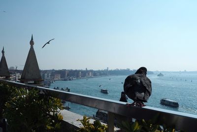 Birds perching on a building with venezia sea in venice italy