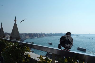 Birds perching on a building