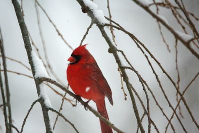 Close-up of bird perching on branch during winter