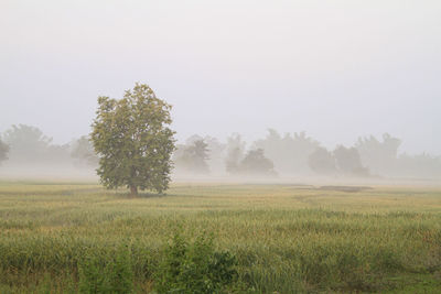 Trees on field against sky