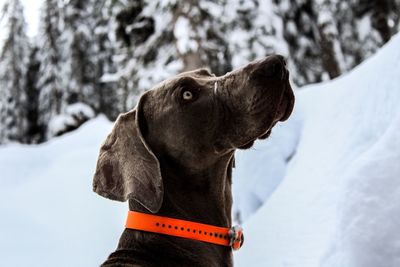 Close-up of dog during winter