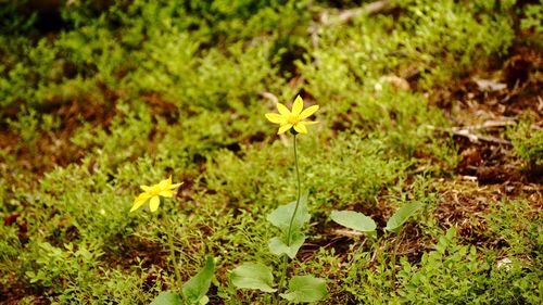 Close-up of yellow flowers blooming outdoors