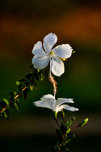 Close-up of white flowers blooming outdoors