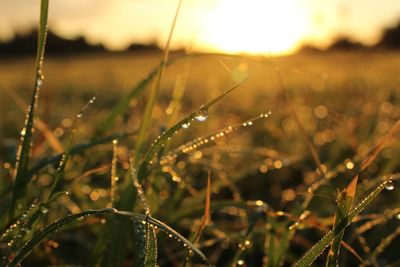 Close-up of water drops on spider web