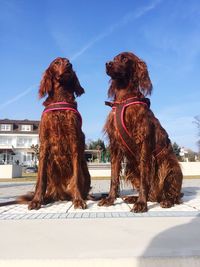 Two irish setters sitting outdoors