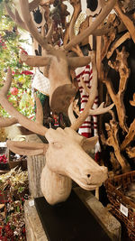 Close-up of wood