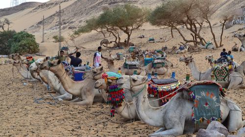 Panoramic view of people relaxing on sand