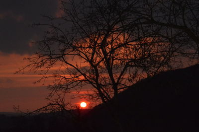 Silhouette of bare trees at sunset