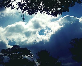 Low angle view of tree against sky