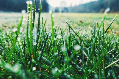 Close-up of grass growing on field