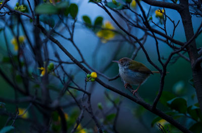 Close-up of bird perching on tree