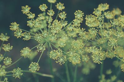 Close-up of flowering plants on field