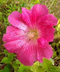 Close-up of wet pink flower