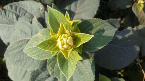 Close-up of green leaves