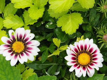 High angle view of pink flowering plants