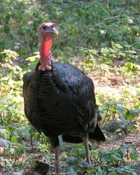 Full length of bird standing on field