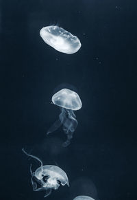 Close-up of jellyfish swimming undersea at night