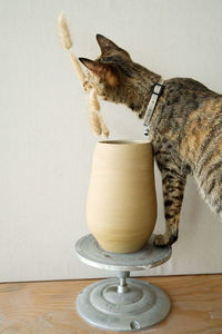 Disabled cat without eyes next to the vase