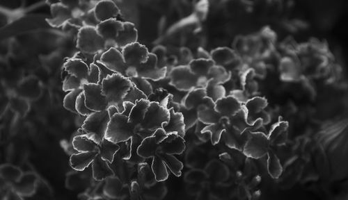 Close-up of plant against blurred background