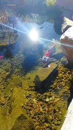 Close-up of crab by tree against sky