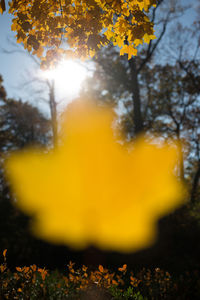 Close-up of yellow tree against sky