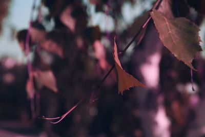 Close-up of autumnal leaves against blurred background