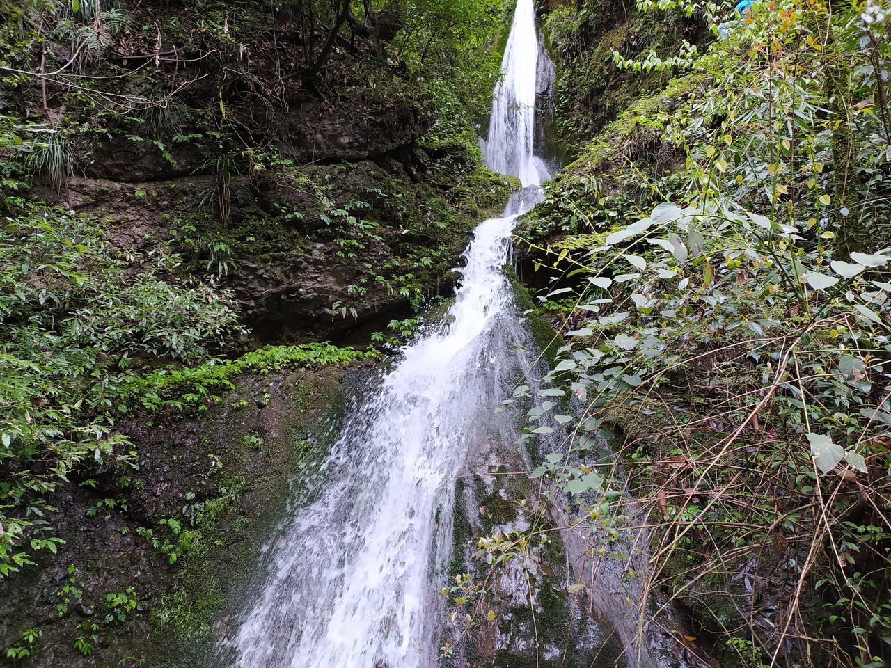 VIEW OF WATERFALL IN FOREST