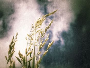 Low angle view of plant against sky