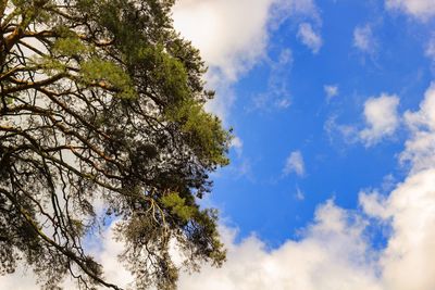 Low angle view of trees against cloudy sky