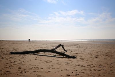 Driftwood on beach against sky