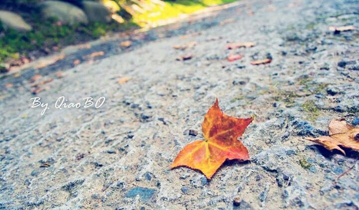 autumn, leaf, change, season, leaves, dry, maple leaf, fallen, close-up, nature, leaf vein, natural pattern, selective focus, focus on foreground, day, ground, outdoors, orange color, falling, yellow