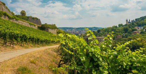 Scenic view of vineyard against sky