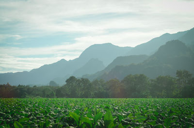 Scenic view of agricultural field against sky