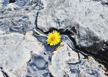 High angle view of yellow flower on rock