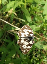 Butterfly on leaf