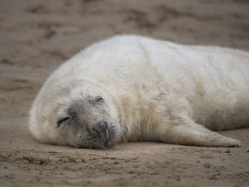 Close-up of grey seal sleeping on grassy field