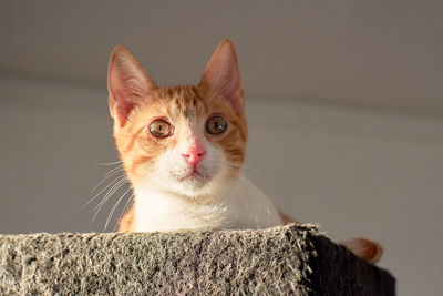 Close-up portrait of cat looking at camera