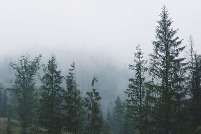 Pine trees in forest against sky